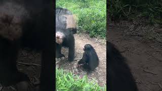 Baby Chimpanzee Ivy Ventures Outside for the First Time 🐵