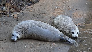 白モフ🦭🦭アザラシの赤ちゃんたち - YouTube