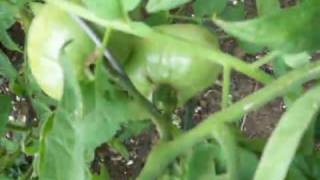 Veggie Garden #3