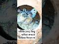 🌹♥️কিছু হাদিয়া নবীজি (সাঃ) কখনো ফিরিয়ে দিতেন না।#shorts #islamicbayan #budgiegar #birdslover