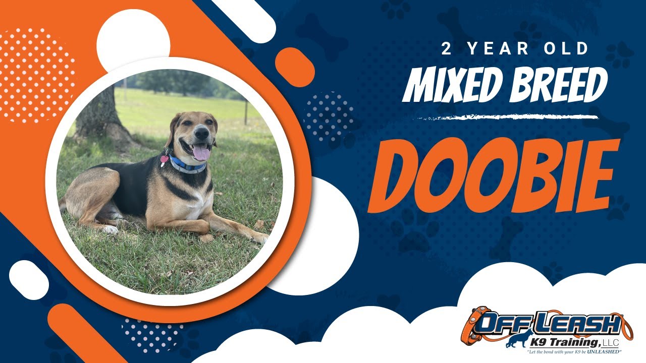 Mixed Breed Dog Training Christiansburg VA Dog Training Doobie