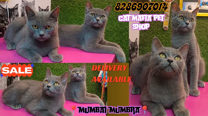 Video 6409101: british kitten, british hair, cat pets, breeding quality, breed show