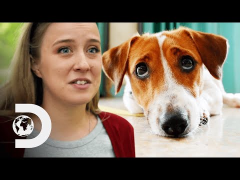 Video: Weet mijn hond wanneer ik verdrietig ben?