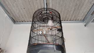 Download Lagu Jalak Bali Betina Gacor Dor || Terapi jinak gantung ditempat Ramai || Mantap Kicau MP3