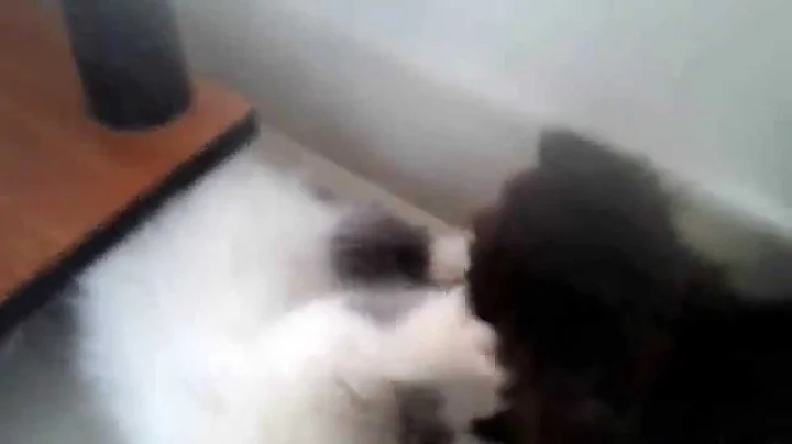 Watch the video about Fluffy and snowy cute persian kittens Kerala India