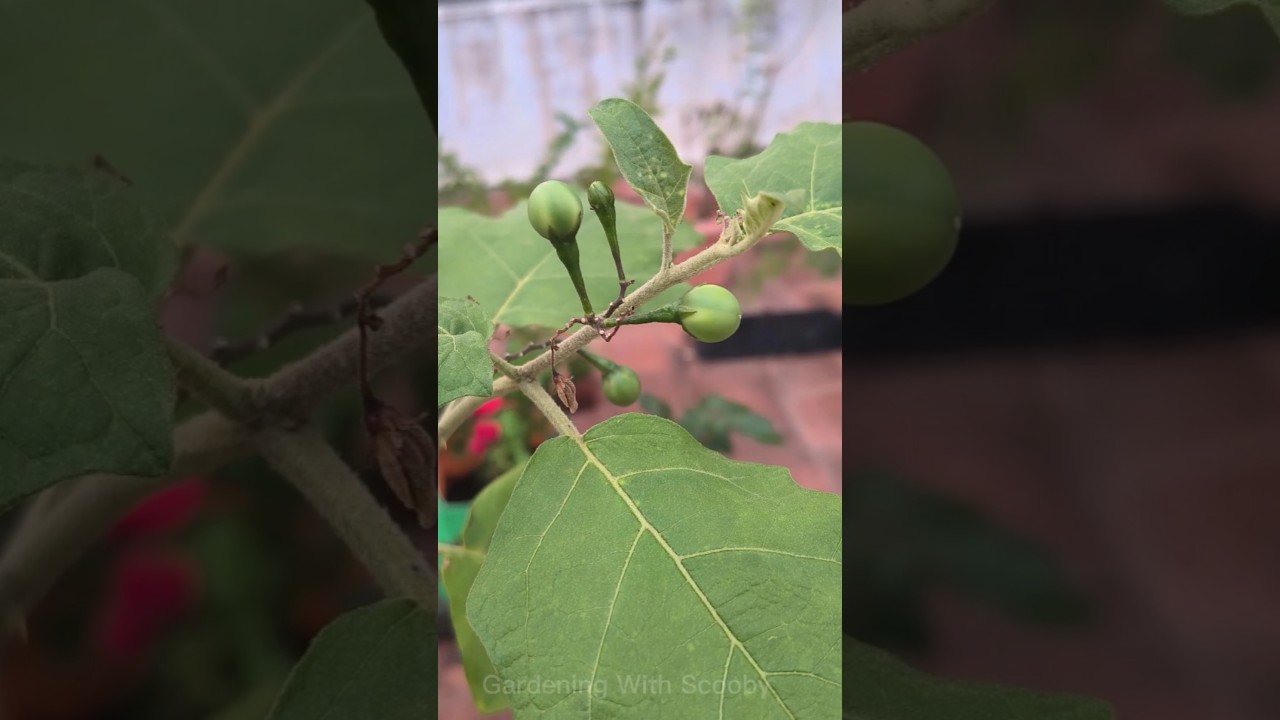 மாடி தோட்டத்தில் சுண்டக்காய் செடி வளர்ப்பு | Turkey Berry | sundakkai Valarpu