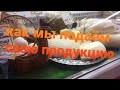 Где и как мы продаём свою молочную продукцию! Выход всегда есть! Главное не ленится!