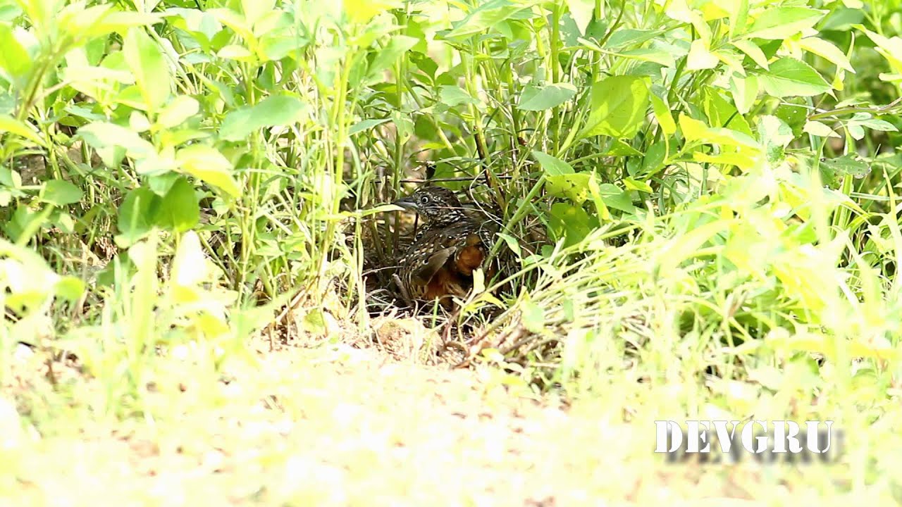 棕三趾鶉 Barred Button Quail 