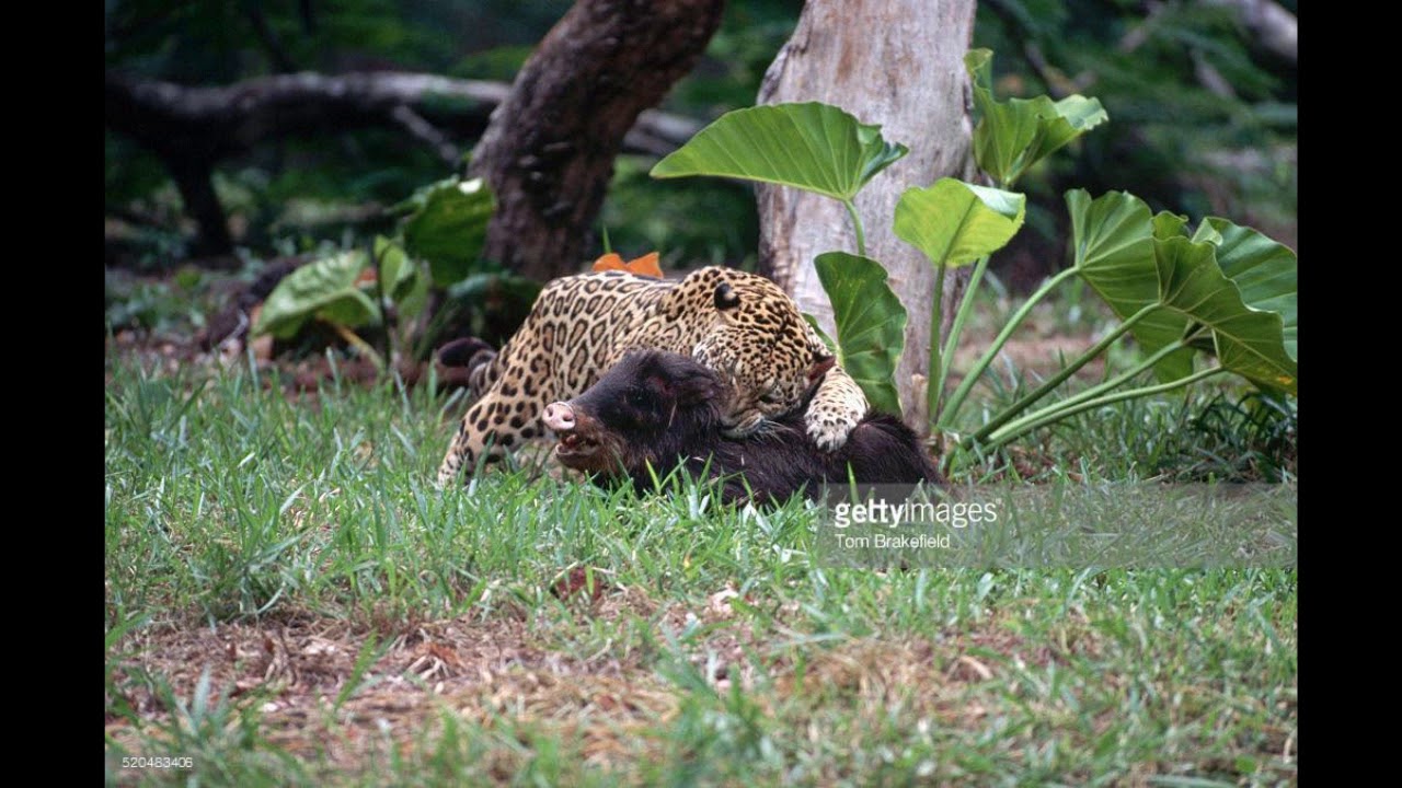 Jaguar vs Puma. #Versus - YouTube