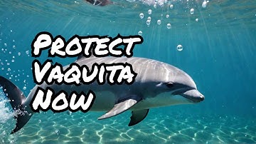 Save the Vaquita:  The World