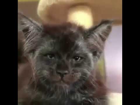 Котёнок с лицом человека - YouTube