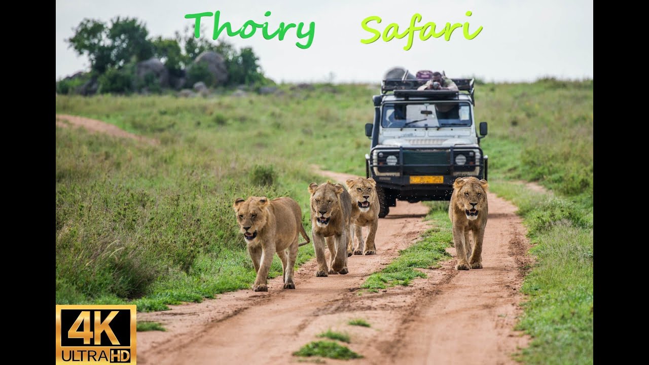 Thoiry Safari: Drive Through France’s Most Exciting Safari Park!