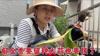 日本生活vlog/院子裡的鬱金香可以留種啦！菜地的大蒜也要收了