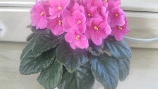 Сенполія (Saintpaulia), африканська #фіалка, African violets / Сенполия в домашних условиях