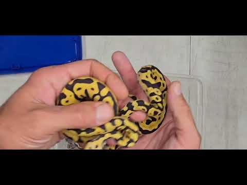 Ball Python Clutch 2026-12 Update 
