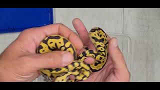 Ball Python Clutch 2026-12 Update 