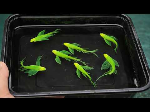 World's Most Beautiful Fish That You Can Actually Own