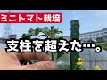 【ミニトマトの育て方】支柱を超えた時の対処法