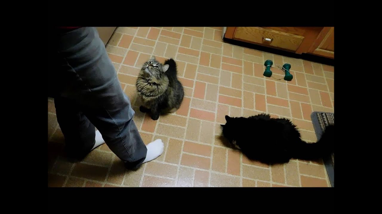 Cat Training My Cats Doing Tricks YouTube