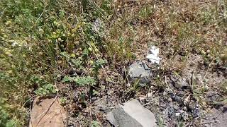 Özgür Daş Ve Çiçek Ler