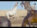 -Divlji konji sa obronaka Cincera plijene svojom ljepotom -2019