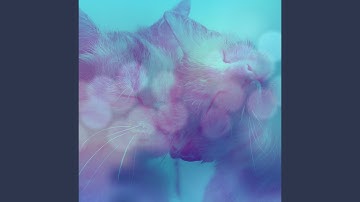 Superlative Backdrops for Comfy Cats