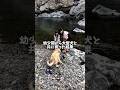 幼少期から大型犬と共に育った結果 #ゴールデンレトリバー #大型犬のいる生活 #大型犬と子供 #goldenretriever