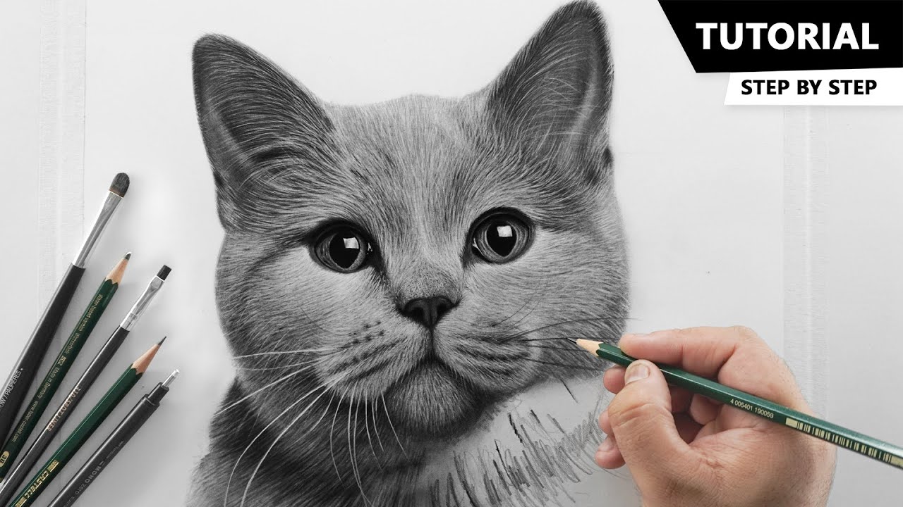 How to Draw a Realistic Cat Step by Step  Cat Head Sketch for Beginners   YouTube