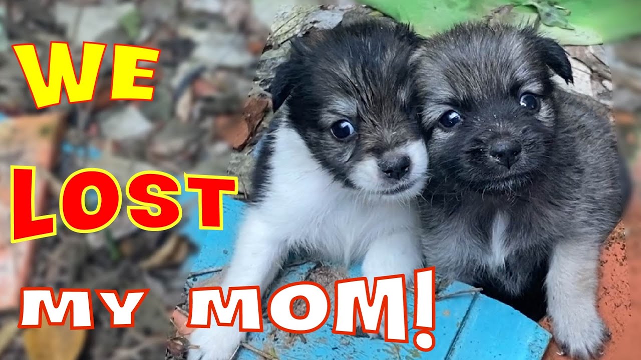 Rescue two puppies abandoned by their mother. Please save us - YouTube