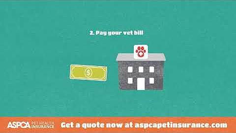 Aspca Pet Health Insurance Youtube Aspca Pet Health Insurance Youtube