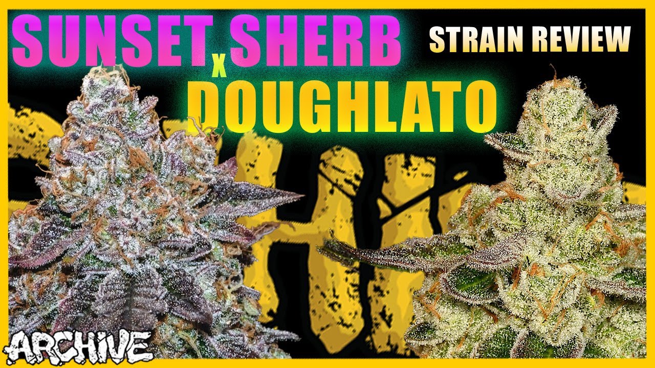 SUNSET SHERBET x DOLATO | Strain Review