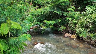 Beautiful mountain river flowing sounds, forest stream river sounds, babbling brook nature sounds