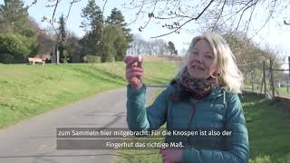 Knospen - Gesunder Snack Aus Der Natur