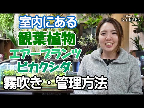 室内にある 観葉植物 お手入れ方法 霧吹き おうちでグリーン 開花園チャンネル Youtube