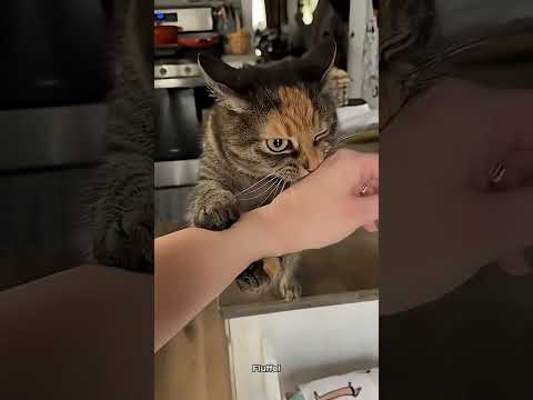 When You Have A Clingy Cat shorts catsoftiktok meow kitten cat