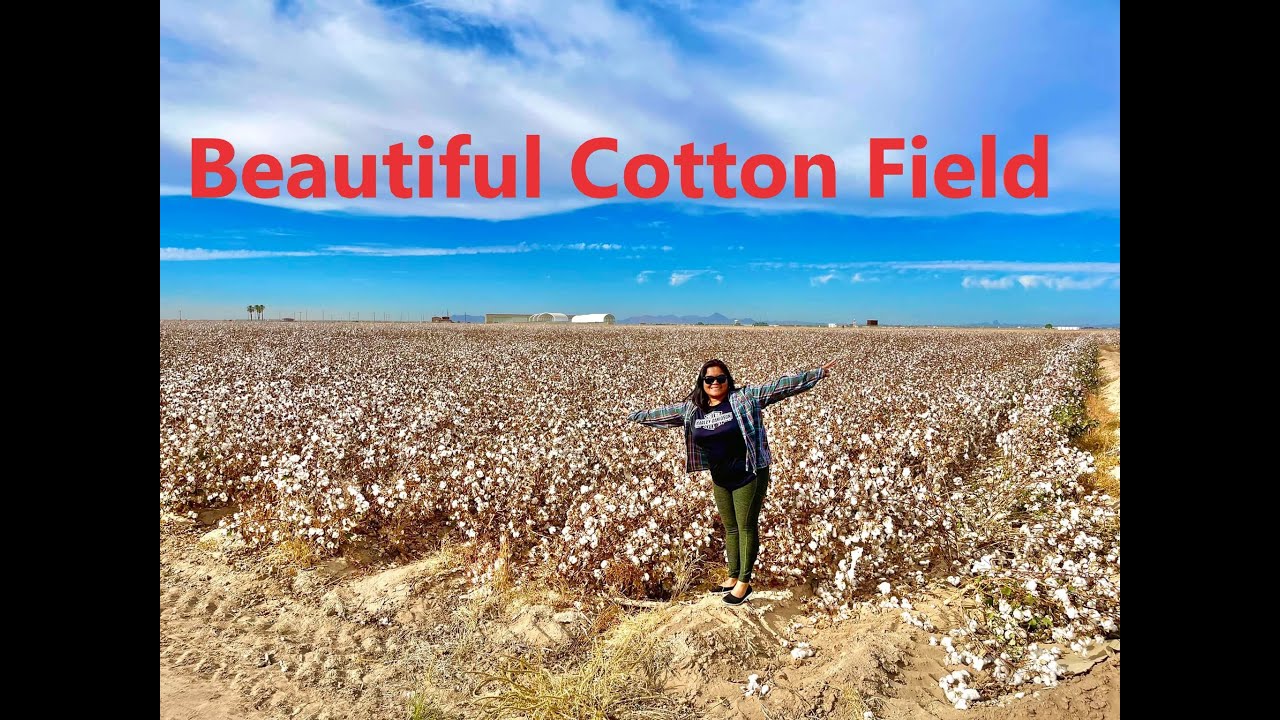 Cotton Field , Yuma Arizona YouTube