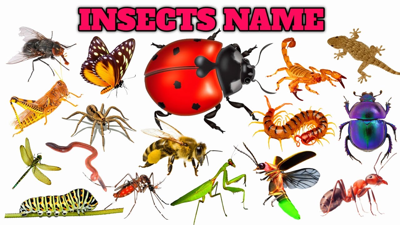 Insects Name in Hindi and English with Pictures | कीड़े मकोङे के नाम | 