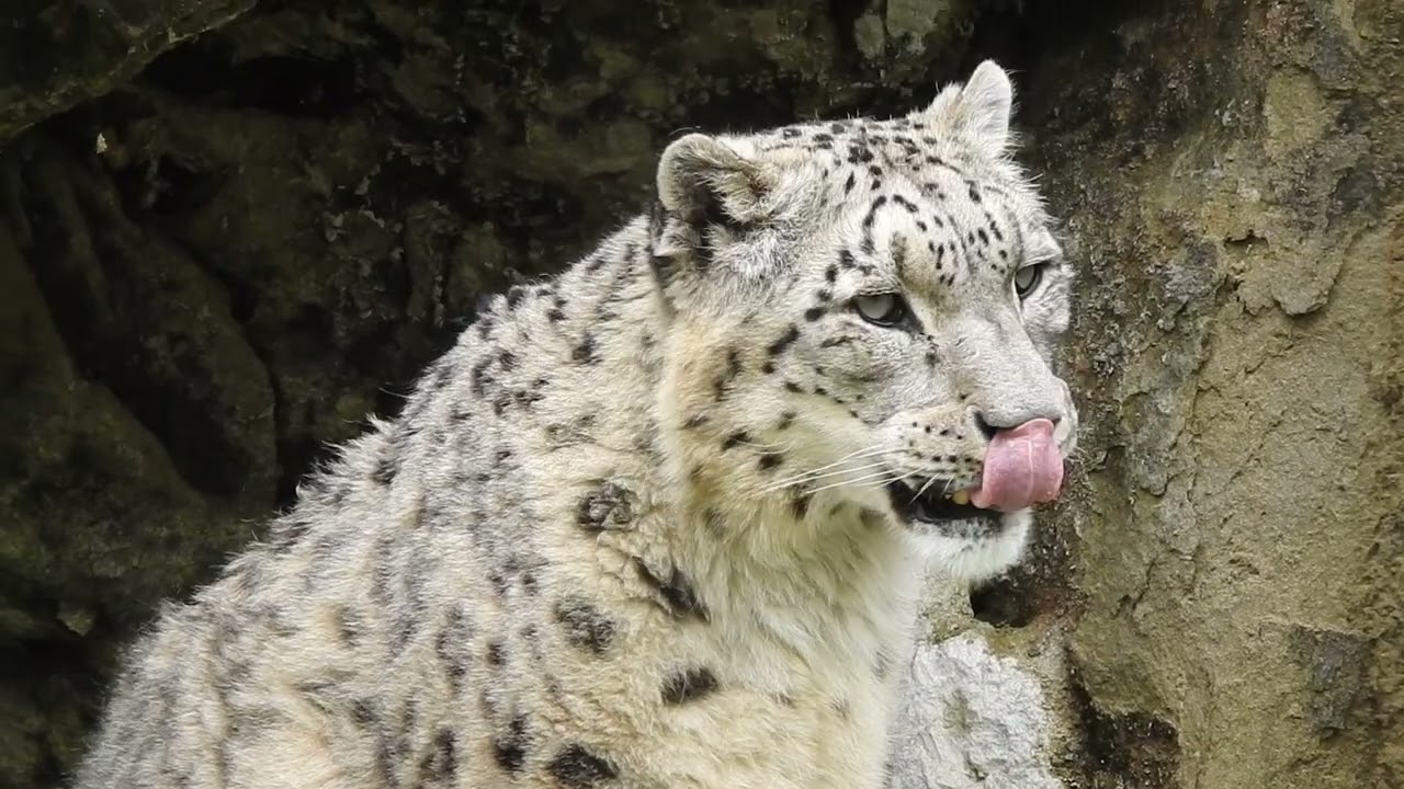 16歳のオスのユキヒョウ Villy 16 year old Male snow leopard 2019