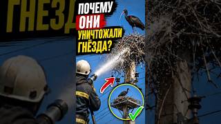 Почему гнёзда смывают водой? Спасение красноногих ибисов 🕊️ #птицы #природа #экология #факты #shorts