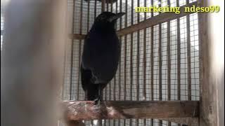 CIUNG WANARA GACOR AGAR MURAI BATU/KACER NARUNG