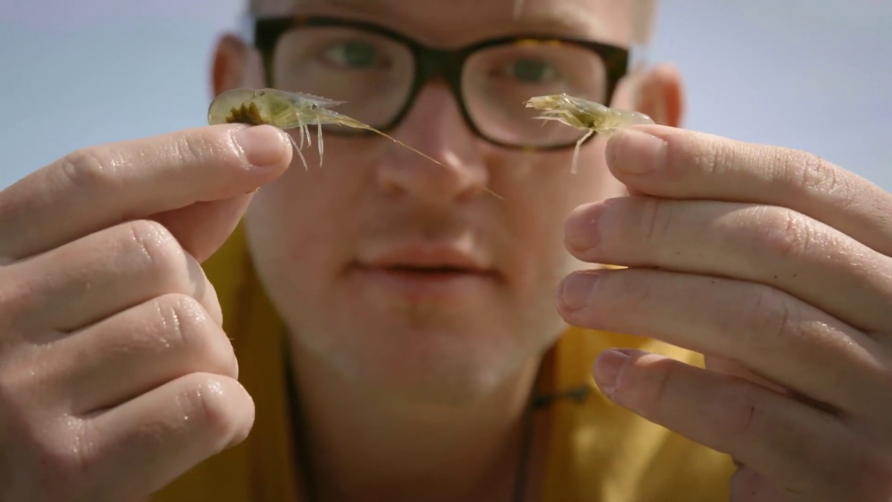 99 arter at se før du bliver voksen: HESTEREJE