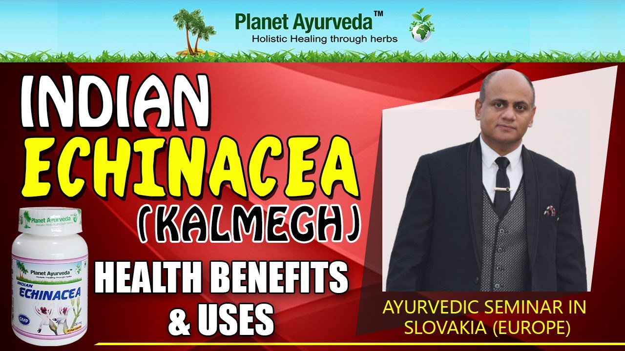 Indian Echinacea (Kalmegh) Health Benefits & Uses King Of Bitters
