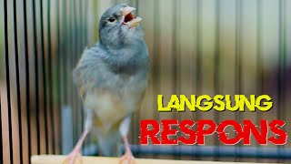 Download Lagu PANCINGAN KENARI GACOR PANJANG, AMPUH NAIKKAN EMOSI KENARI MALAS BUNYI LANGSUNG NYAUT MP3