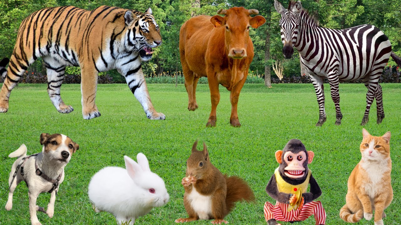Жизнь диких животных: зебра, слон, тигр, обезьяна, корова, носорог — животные из зоопарка.