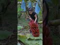 In banana farm#farming #farmer #gardening #garden #satisfying #shortvideo