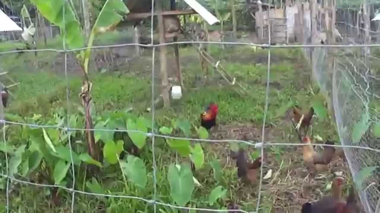 DARAG NATIVE CHICKEN OF PANAY - YouTube