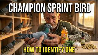 What a Champion Short Distance Racing Pigeon Looks and Feels Like — Full Physical Guide screenshot 4