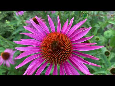 Vidéo: Fleurs d'Echinacea purpurea
