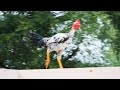 நாட்டு கோழி/ country chicken/ MD KIDS #நாட்டுகோழிவளர்ப்பு #கோழி#shortstamil #shortsstory #shortsfeed