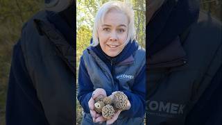 можно ли кушать грибы ??? СМОРЧКИ И ШАМПИНЬОНЫ. советы грибников. #shorts